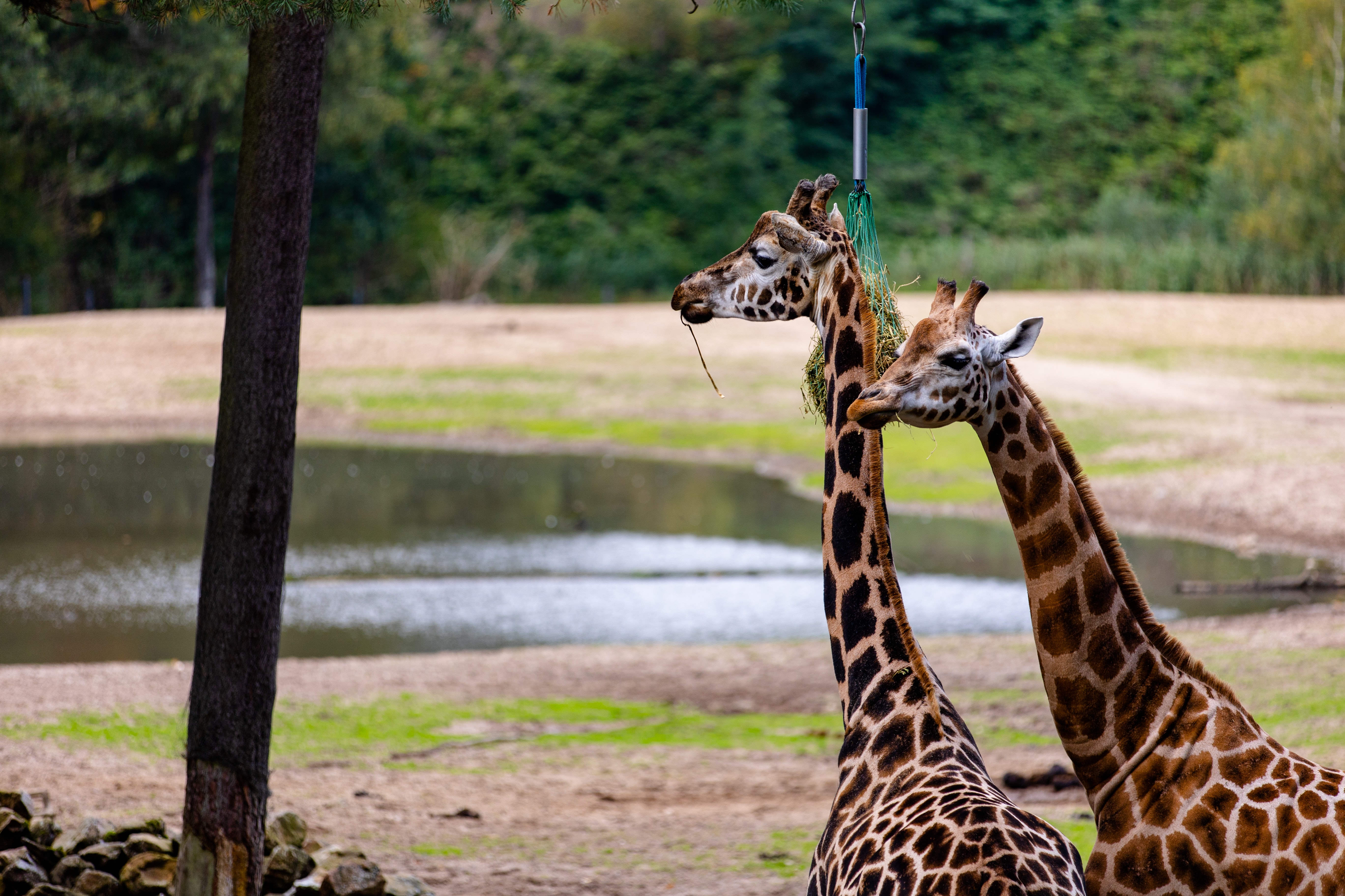 Wildlife photography giraffes telephone lenses photographer content creation equipment